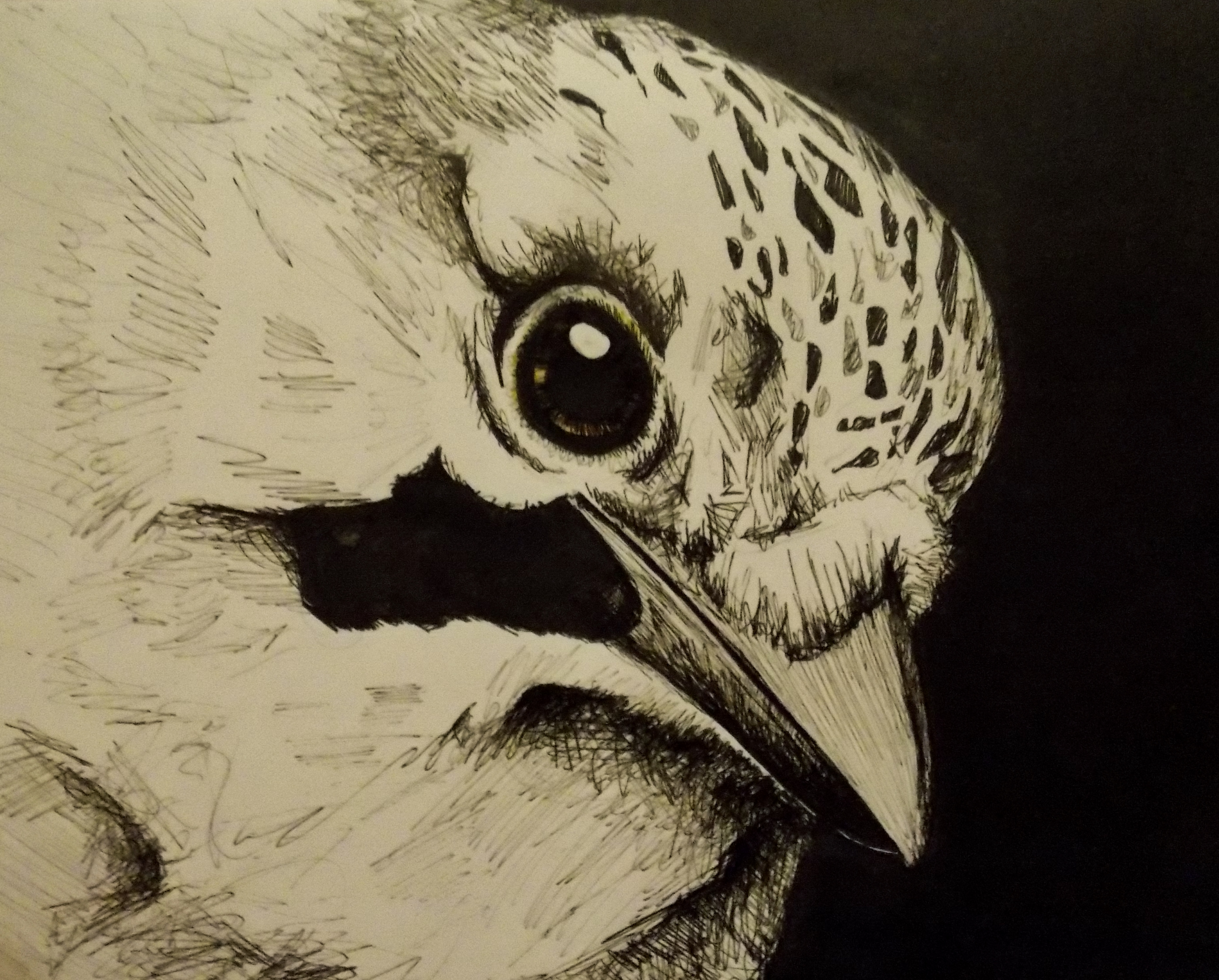 beady-eyed bird…